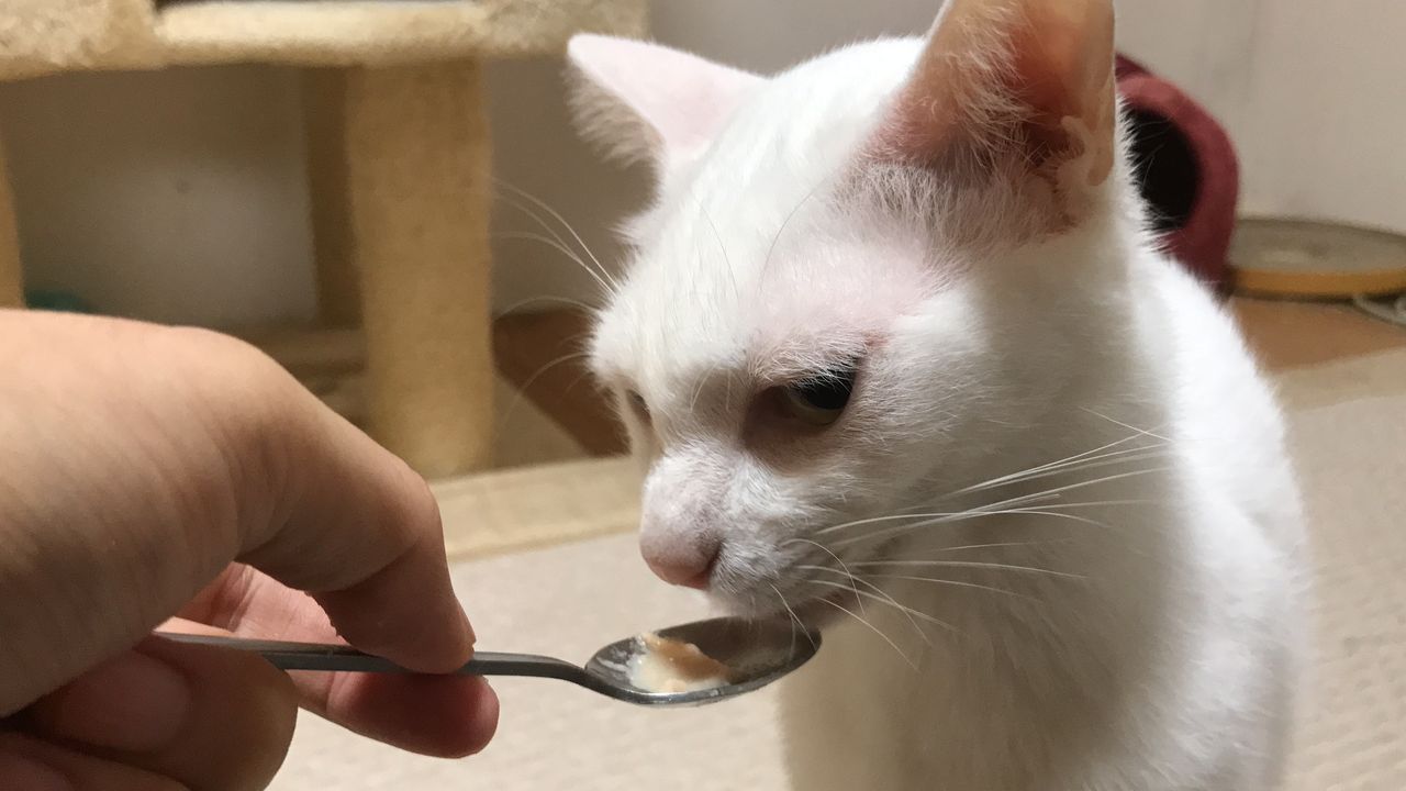 ちゅ るを舐める悪猫顔画像 ねこかます