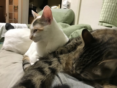 写真 2017-01-09 20 46 11