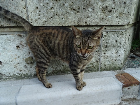 DSC00742