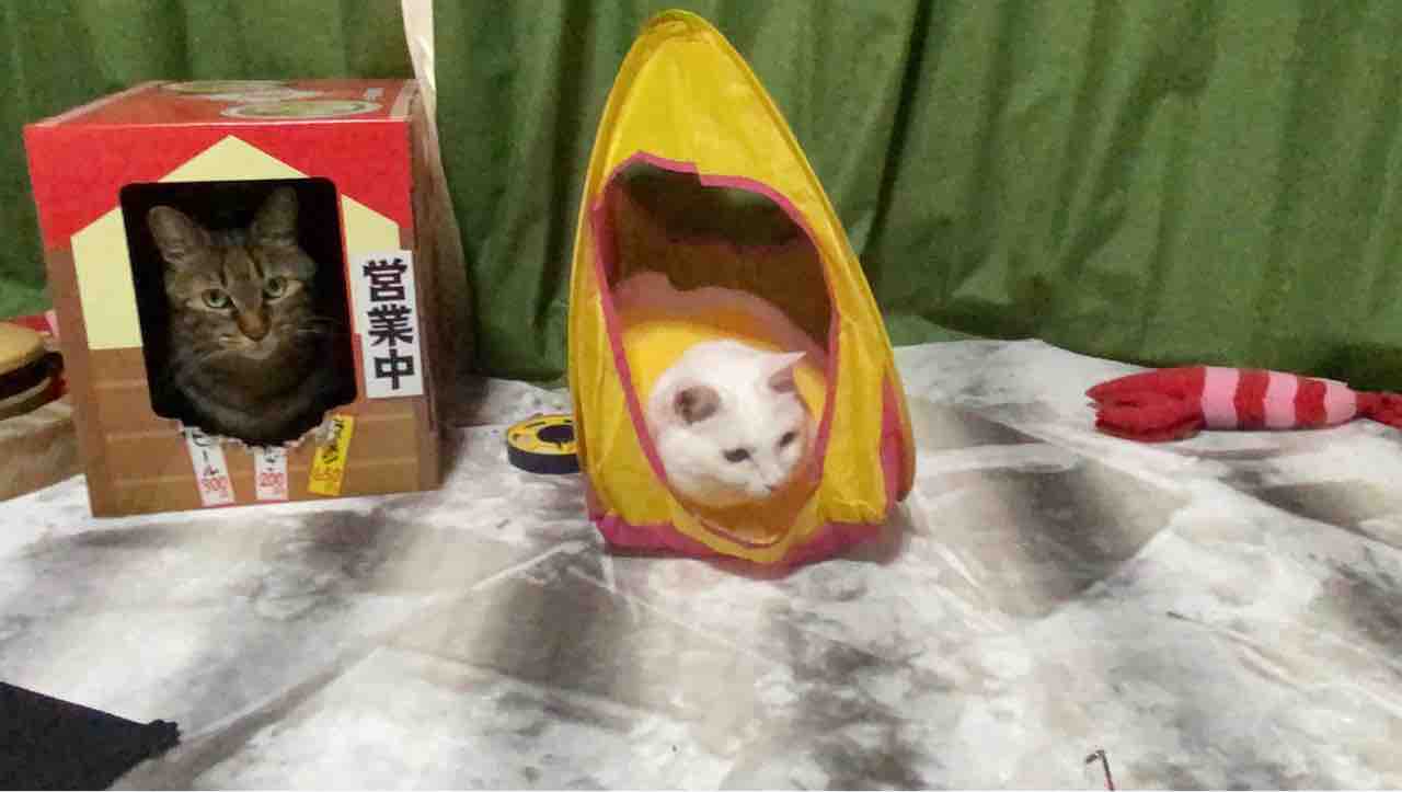 白い珍獣 鼻炎が落ち着く ねこかます