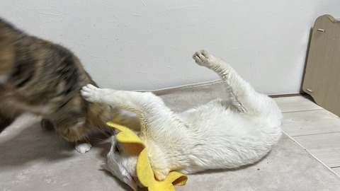 写真 2025-05-01 2 48 07