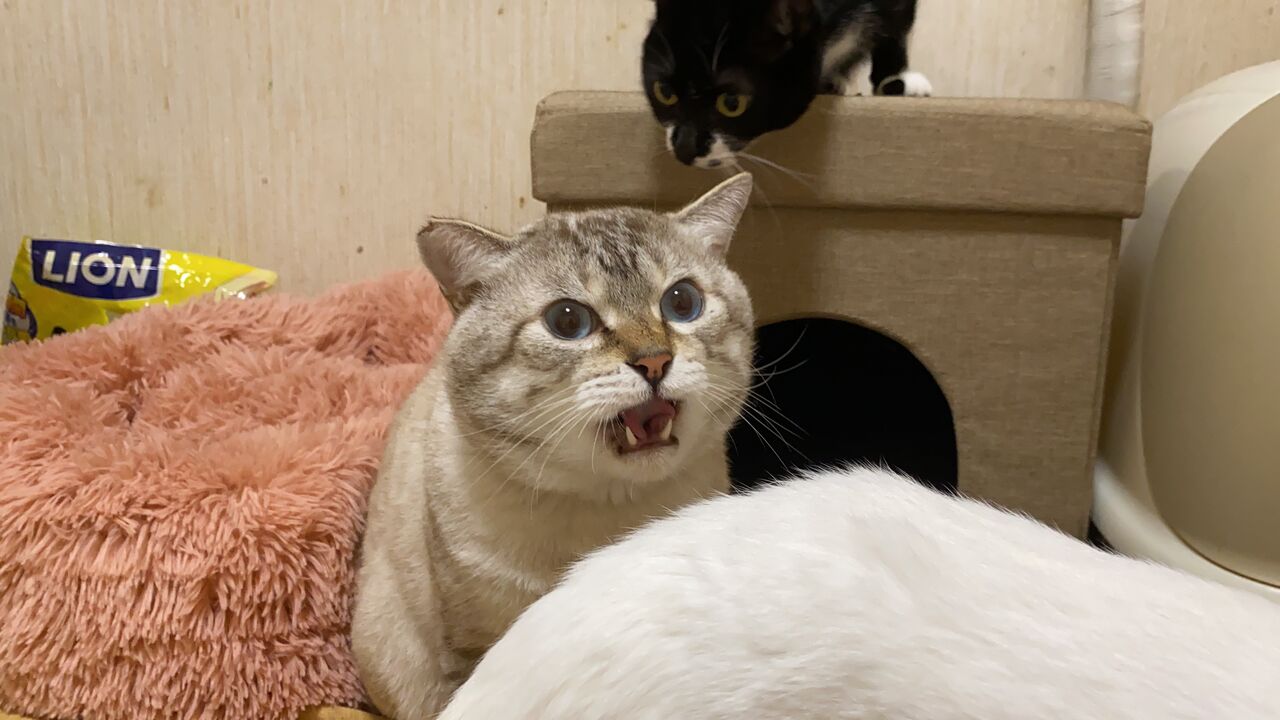 えぐいフレーメン 地上波に登場する ねこかます