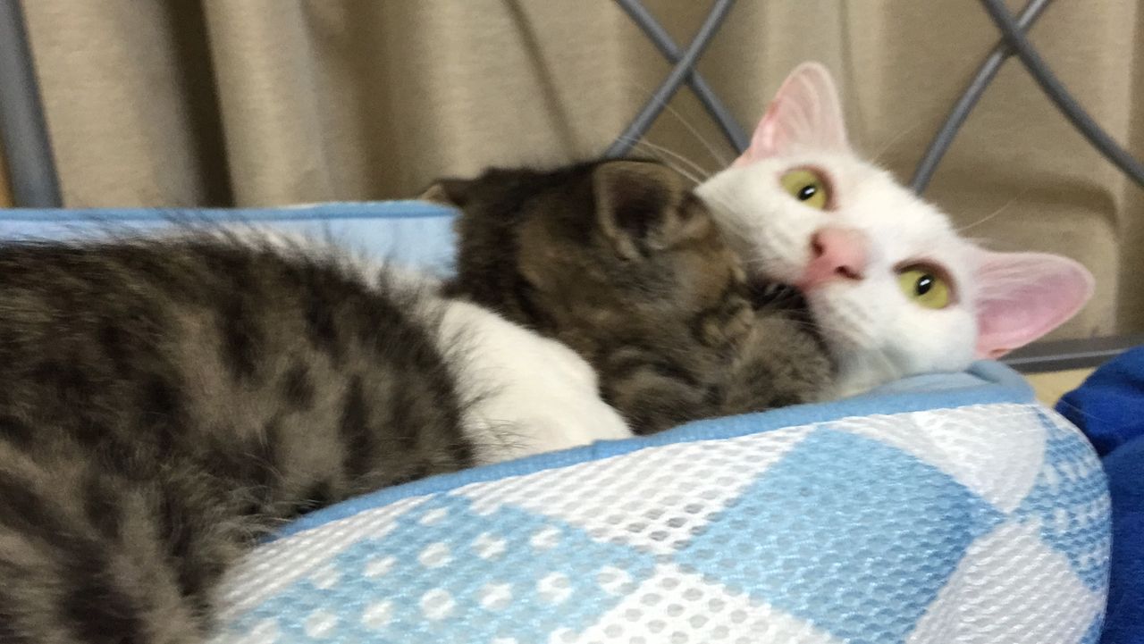 甘噛み癖 ねこかます