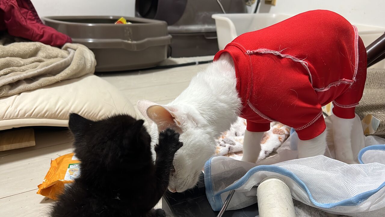 一家の主猫の重責 20250924 : ねこかます