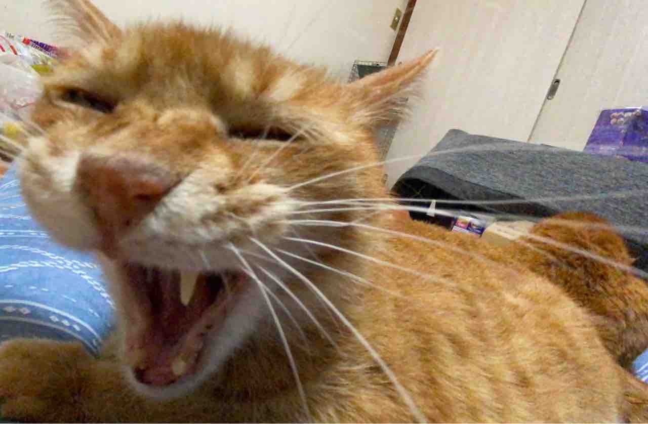 猫の人間臭さ 2109 ねこかます 猫の人間臭さ 2109 ねこかます