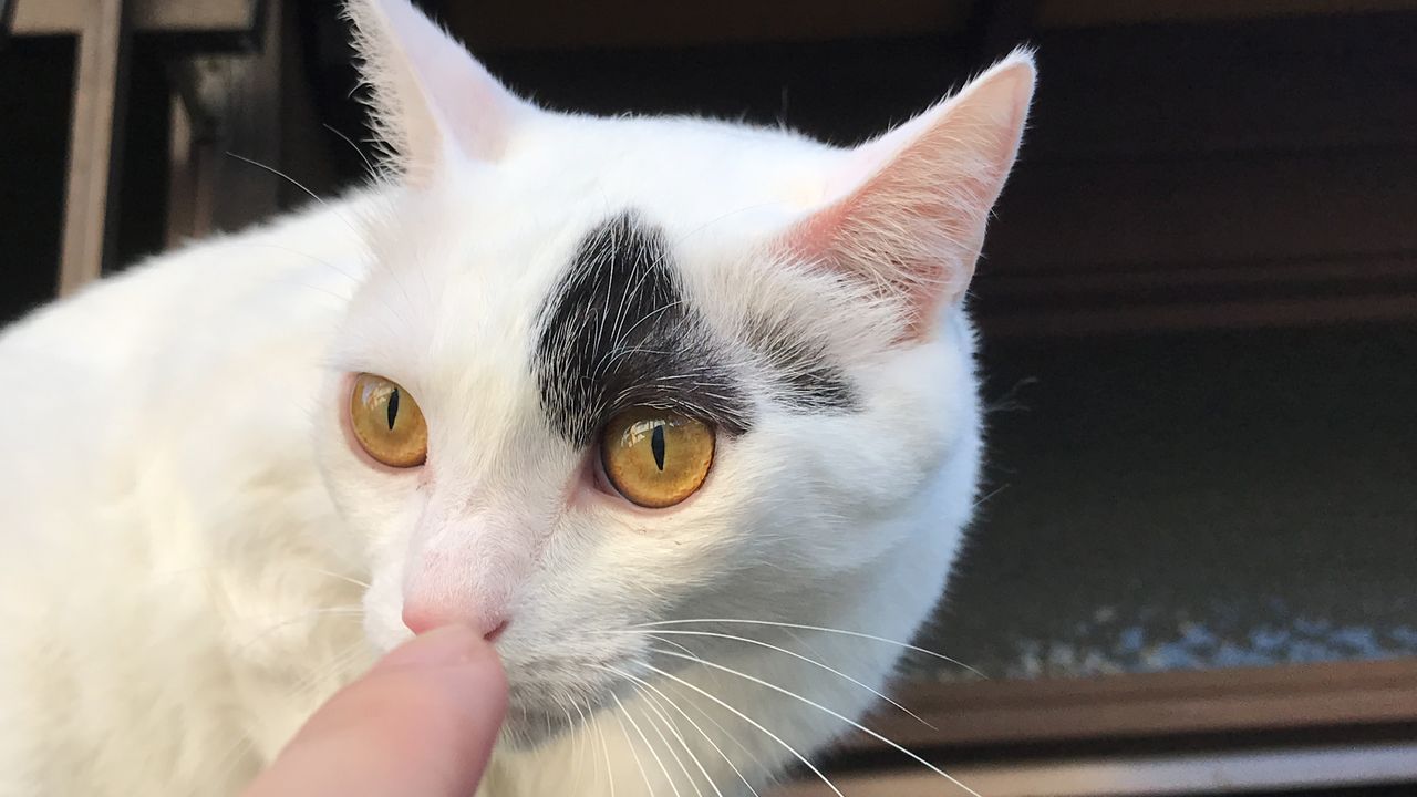オス顔 メス顔 ねこかます