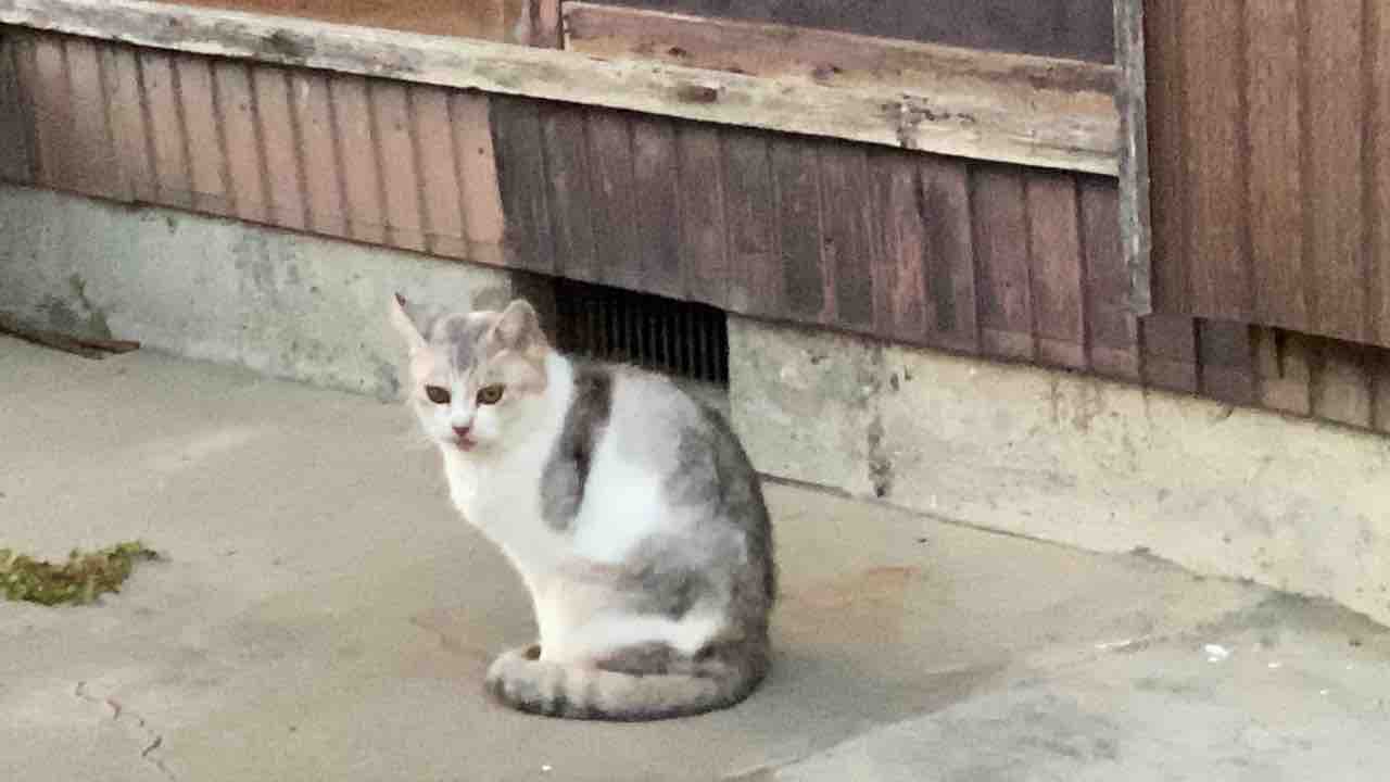 猫と会話はできるのか 0523 ねこかます 猫と会話はできるのか 0523 ねこかます