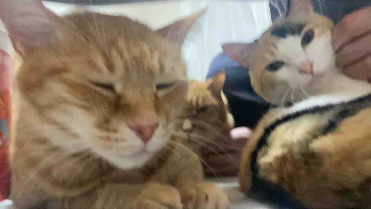 オス三毛猫王子、我が家で二周年 20210321 : ねこかます