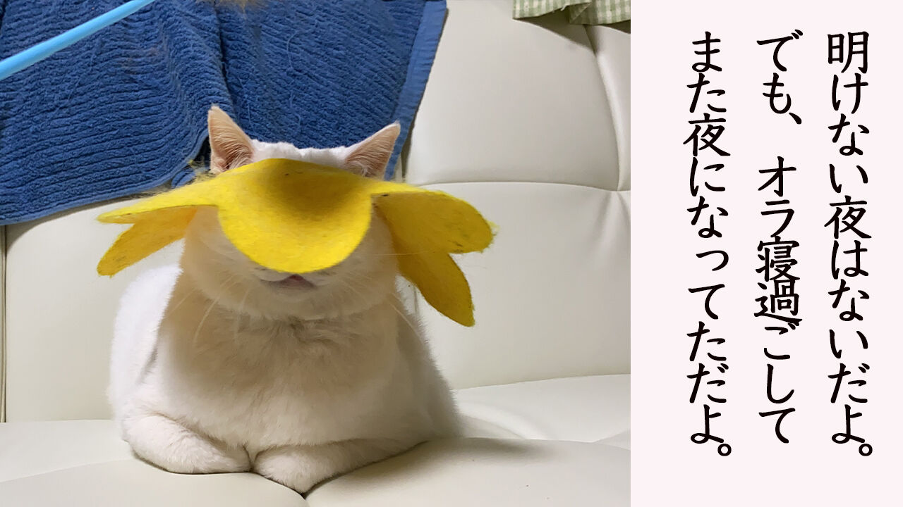 人生で役に立たない白たぬき語録 ねこかます 人生で役に立たない白たぬき語録 ねこかます