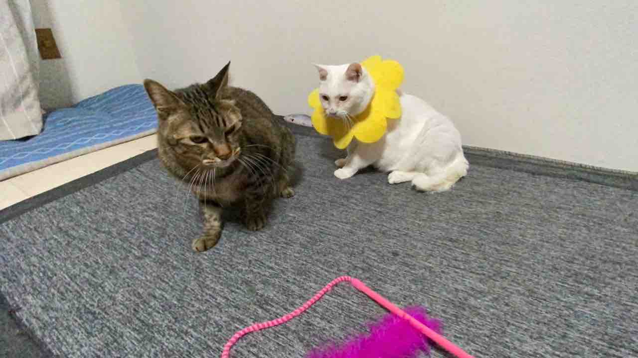 次男坊猫 驚きのダイエット効果を披露する ねこかます 次男坊猫 驚きのダイエット効果を披露する ねこかます