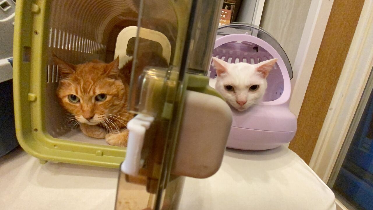 看取った猫の四十九日 2709 ねこかます