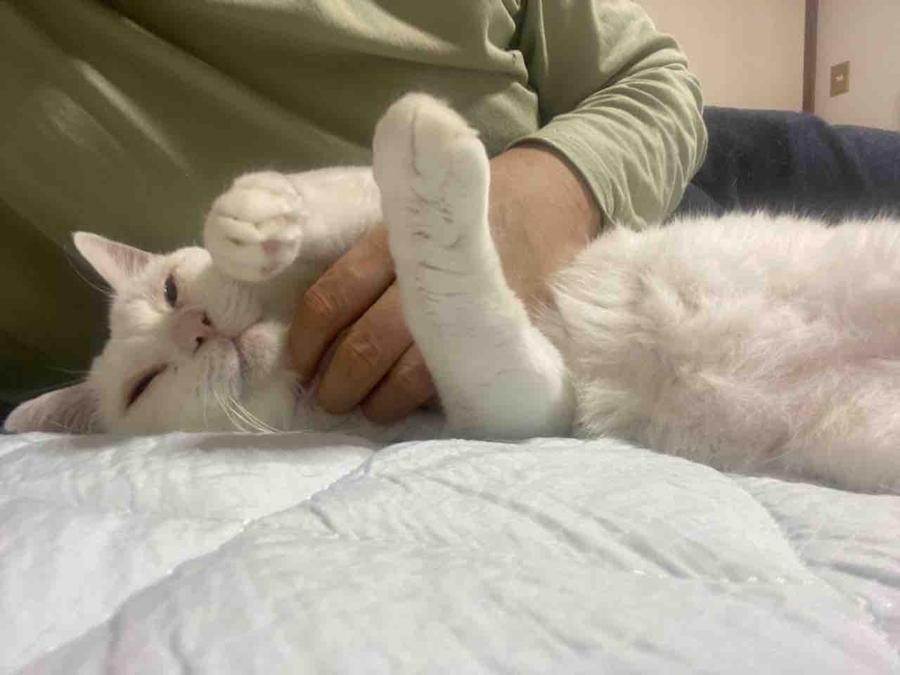 猫と添い寝の意味する所 2109 ねこかます
