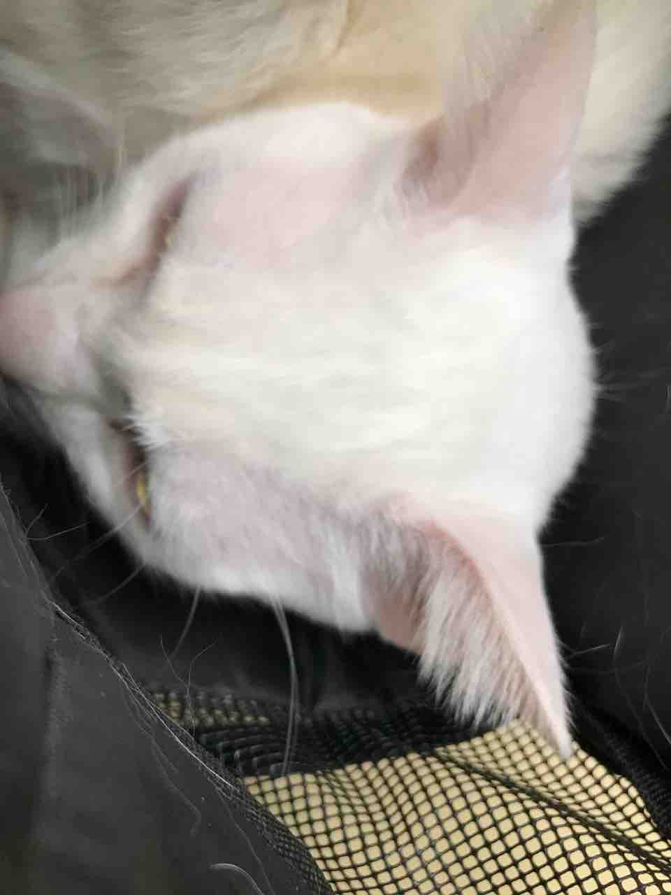 検診 19年1月後半 ねこかます