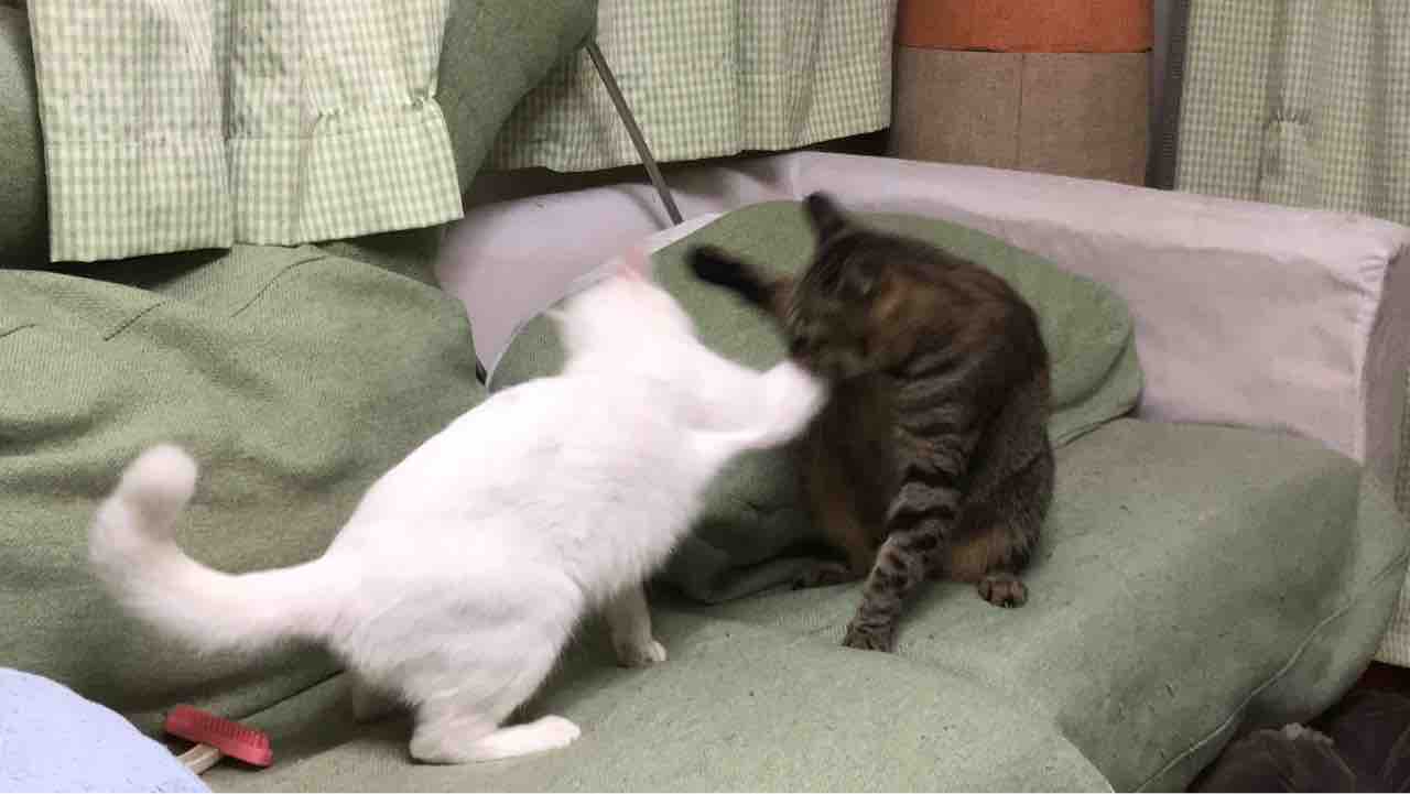 猫ボクシング2018春 20180414 : ねこかます