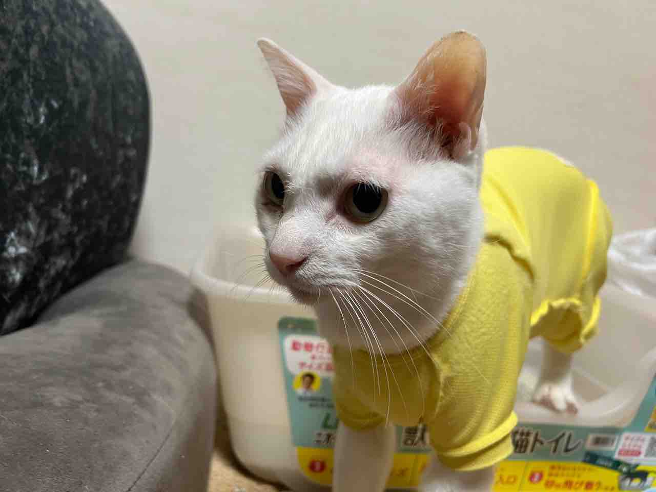 彫りが深いぜウチューネコ 2630 ねこかます