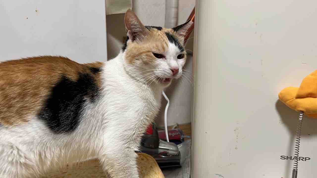 奇跡の猫 2926 ねこかます