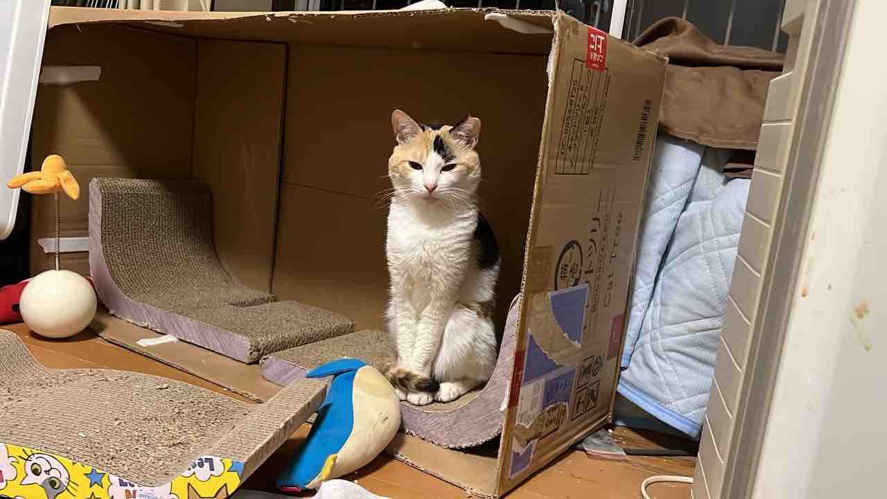三毛猫様 リクエスト 9点 まとめ商品 三毛猫のオスを発売 | TRENDMASTER