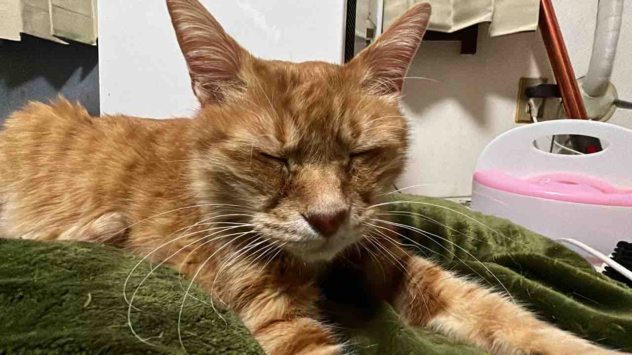 寅年のはじまりのご挨拶 2101 ねこかます