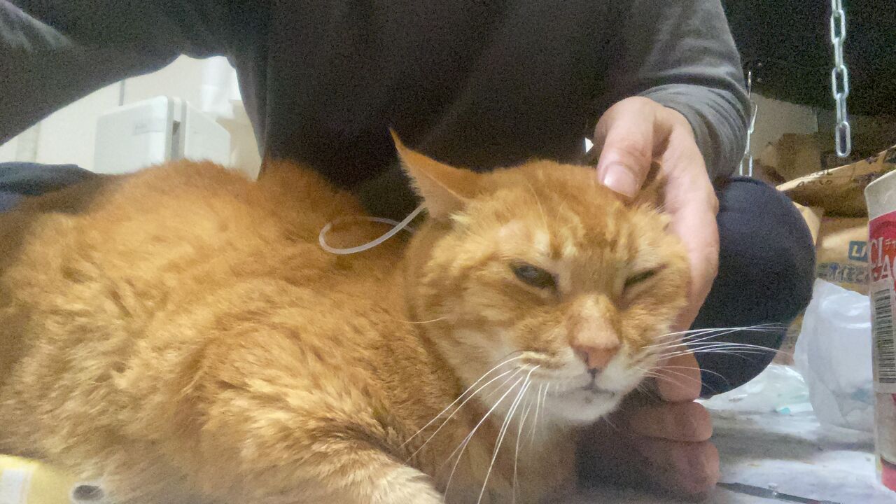 猫たちの排泄物の個性 ねこかます 猫たちの排泄物の個性 ねこかます