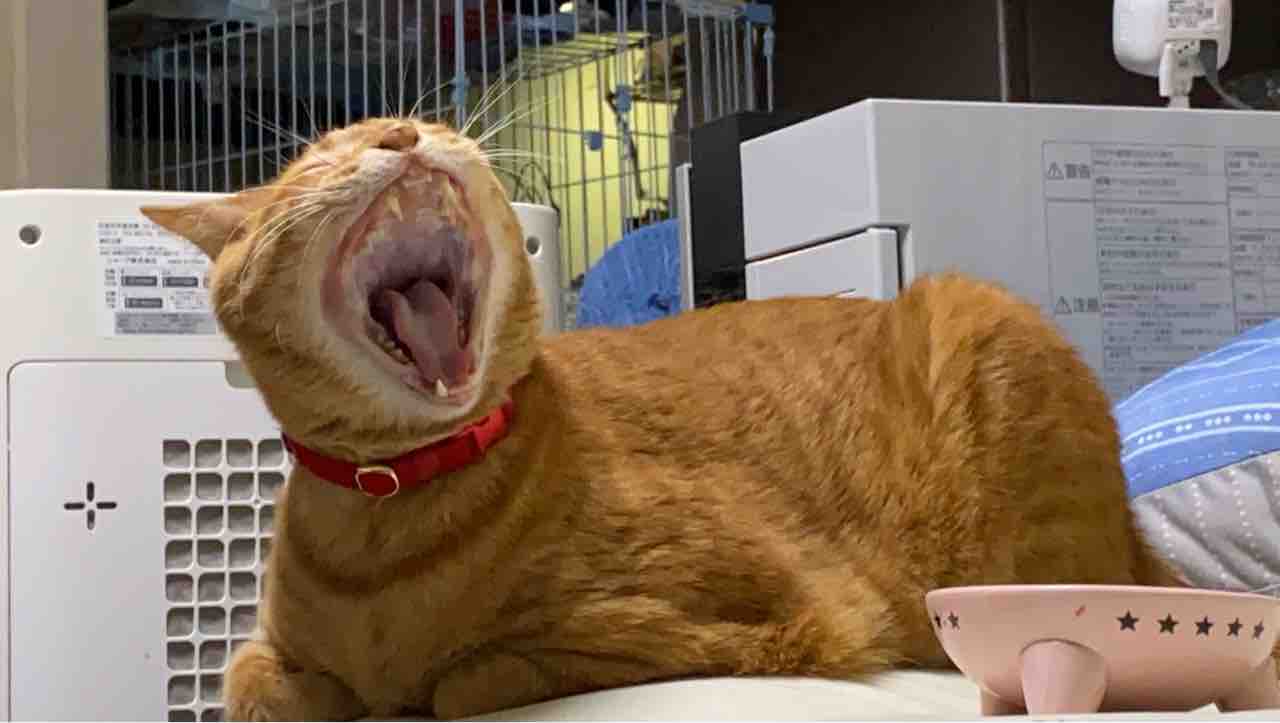 最大99 オフ 猫の塔の猫が木を登りますかます猫のトイレの猫の木の1本の猫の別荘の臨時の猫はシステムのジャンプのプラットフォームの上の大きい猫のおもちゃに登ります 1oficioverde Com Br