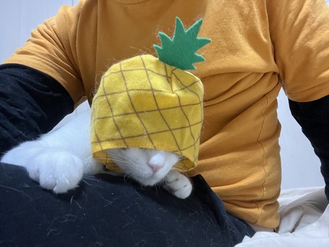 写真 2023-07-28 3 56 05