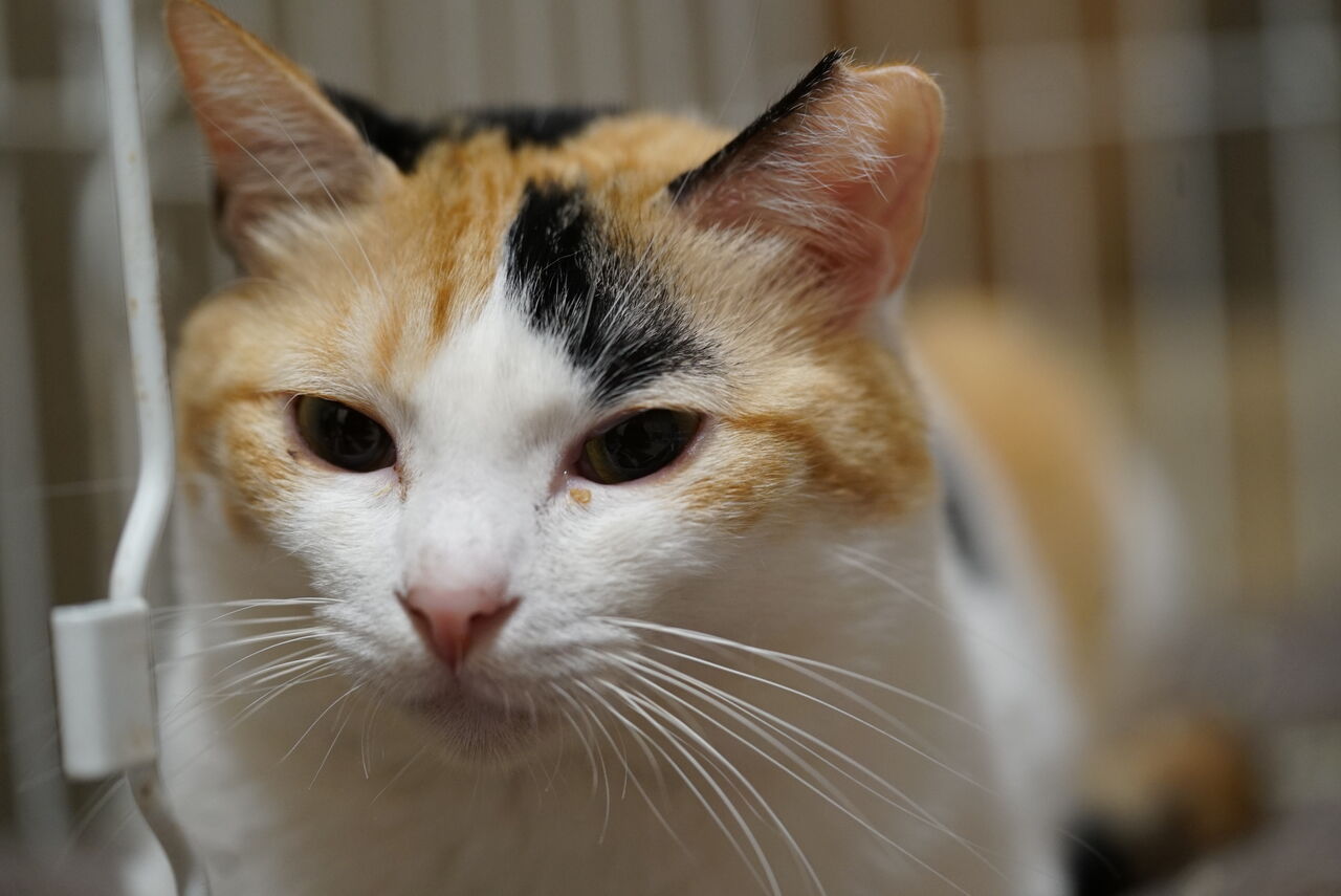 オス三毛猫、王子様へ進化する 20250527 : ねこかます