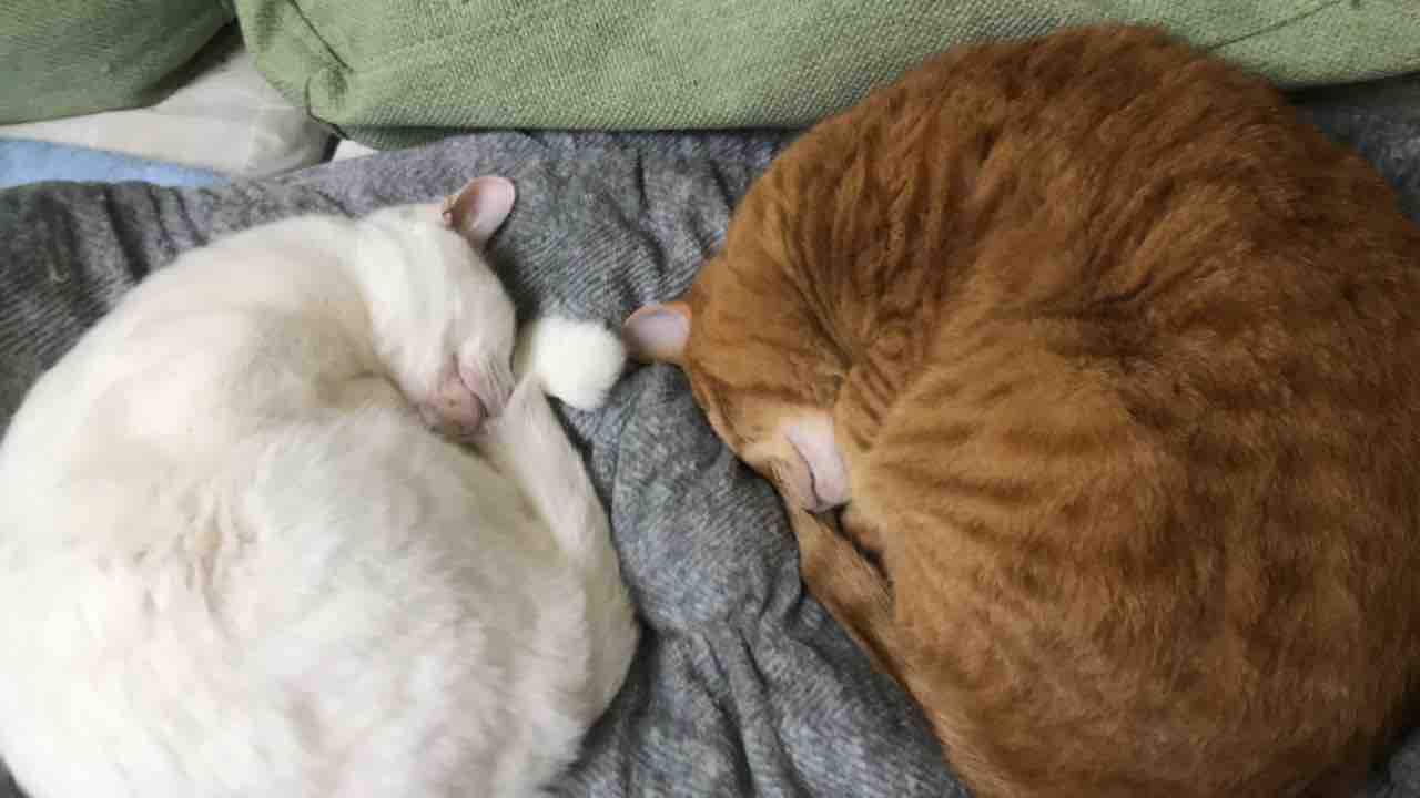 猫の便秘 ねこかます 猫の便秘 ねこかます
