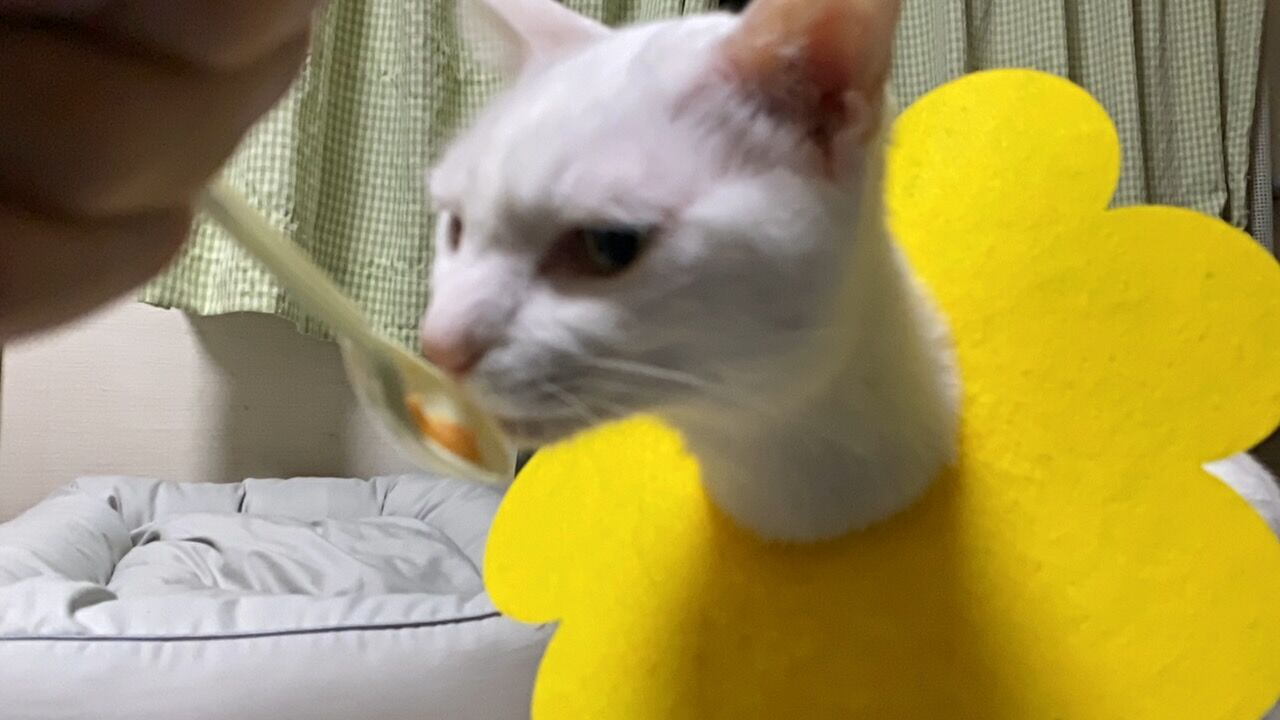 吐くために食べる猫 20210315 ねこかます