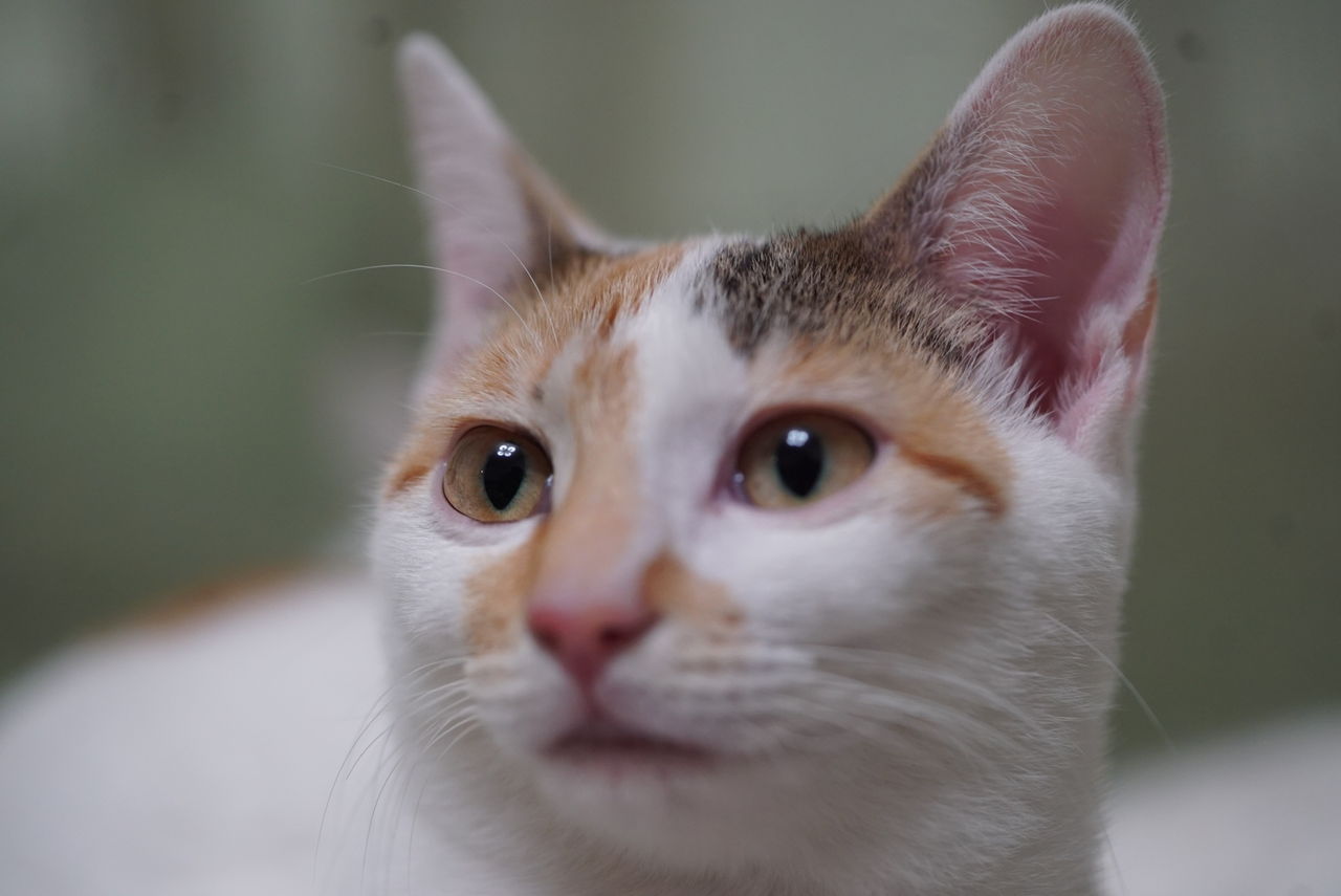 破壊姫猫 はっちゃんの変顔 ねこかます