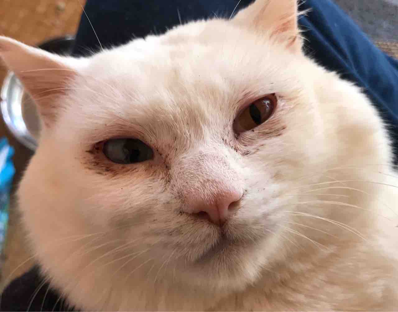 オッドアイのイケメン猫 08 ねこかます