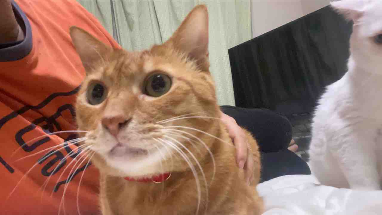 猫を撫でる強弱 ねこかます