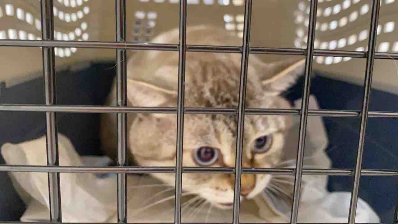 猫と車と 20210605 : ねこかます