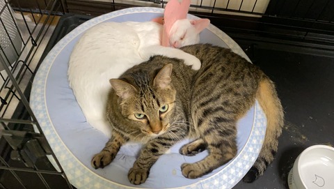 写真 2021-08-04 5 17 39