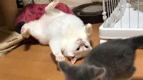 写真 2019-06-12 20 12 00