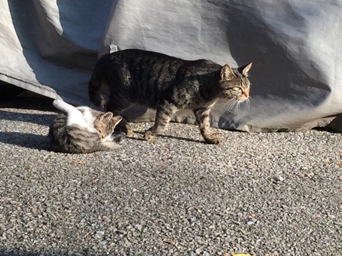 ママネコ様　まとめ4点 虐待現場のママ猫ちゃん その② ママ猫ちゃんの6匹の子猫ちゃん