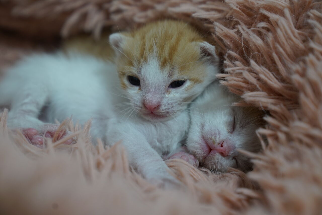 哺乳器で飲める子猫は強い 2116 ねこかます