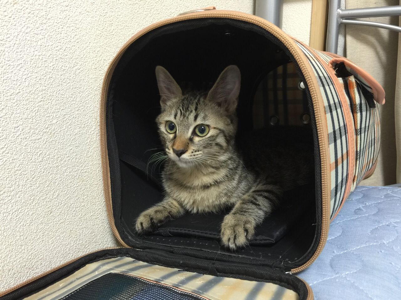 少年猫時代の輝きは一瞬 ねこかます