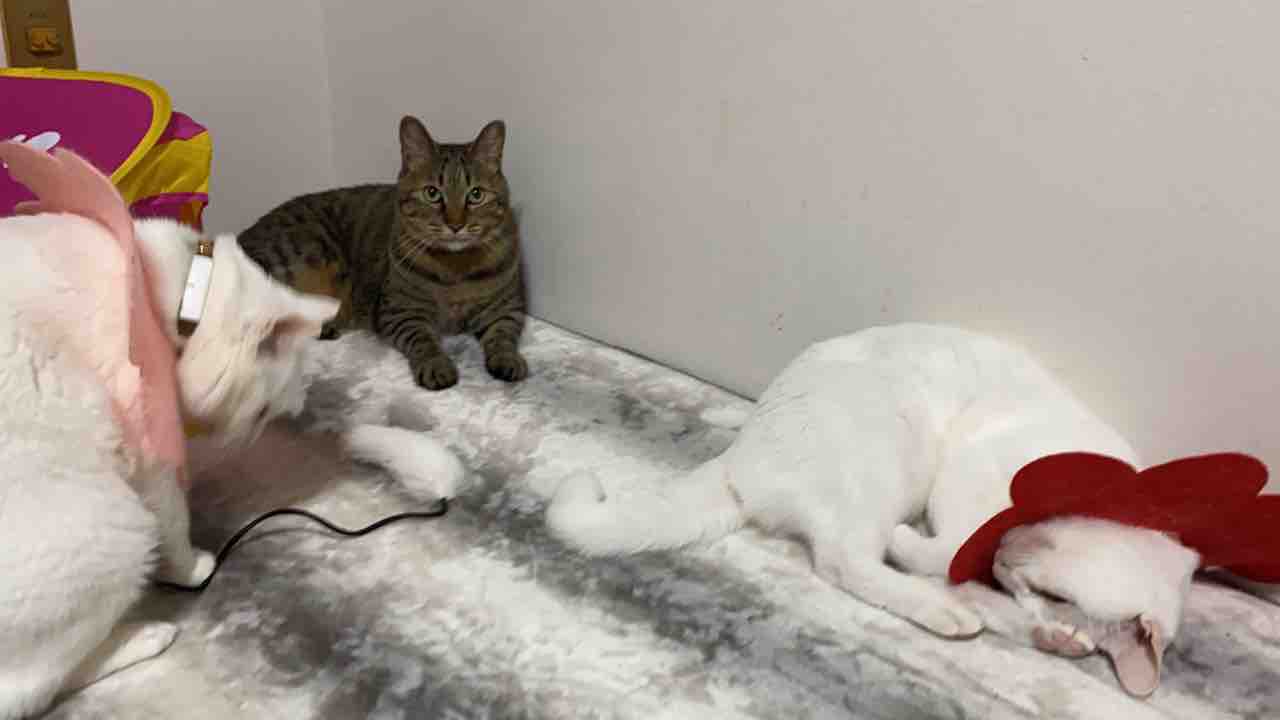 やれやれ系次男坊猫 ねこかます