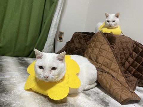 写真 2022-01-30 2 47 05