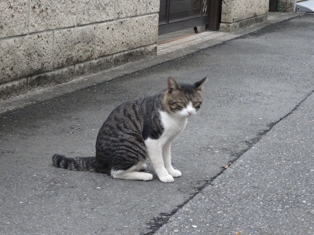 情熱の白いサバ 手術と入院をする ねこかます