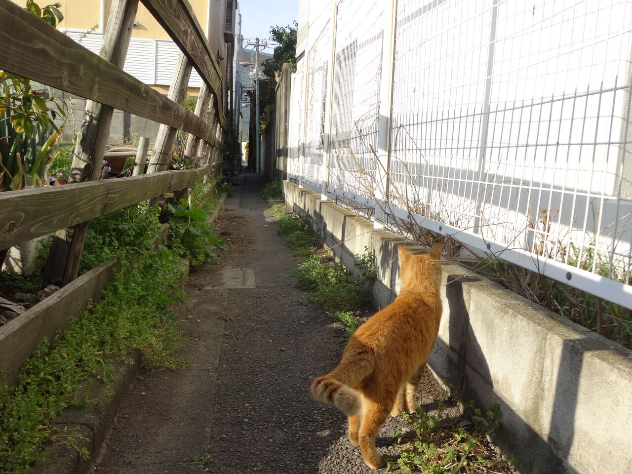 なんだ猫か 2325 ねこかます