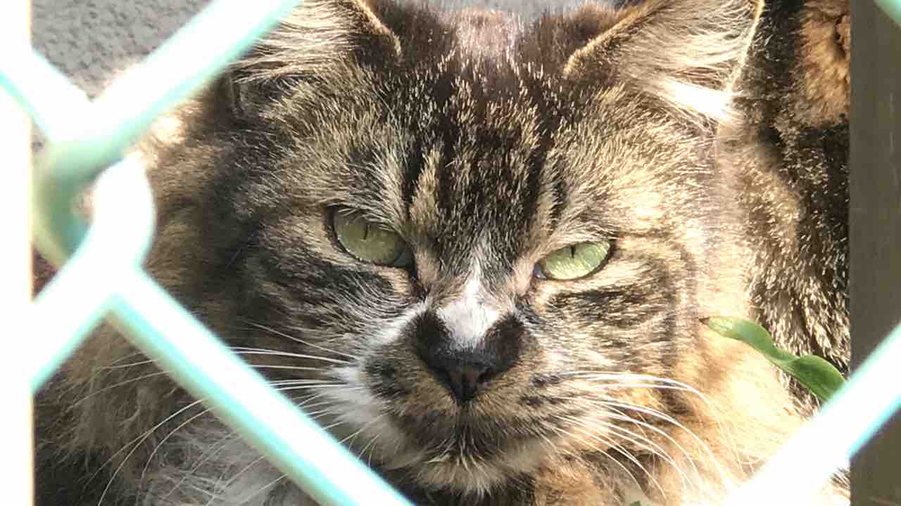 因縁の猫親子 ねこかます