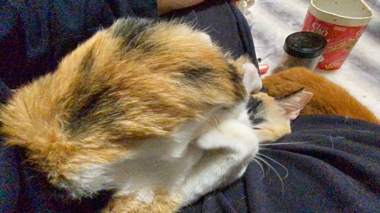 オス猫の去勢後の影響 ねこかます オス猫の去勢後の影響 ねこかます