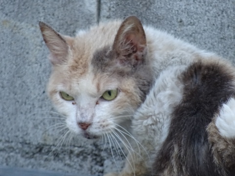 DSC00089