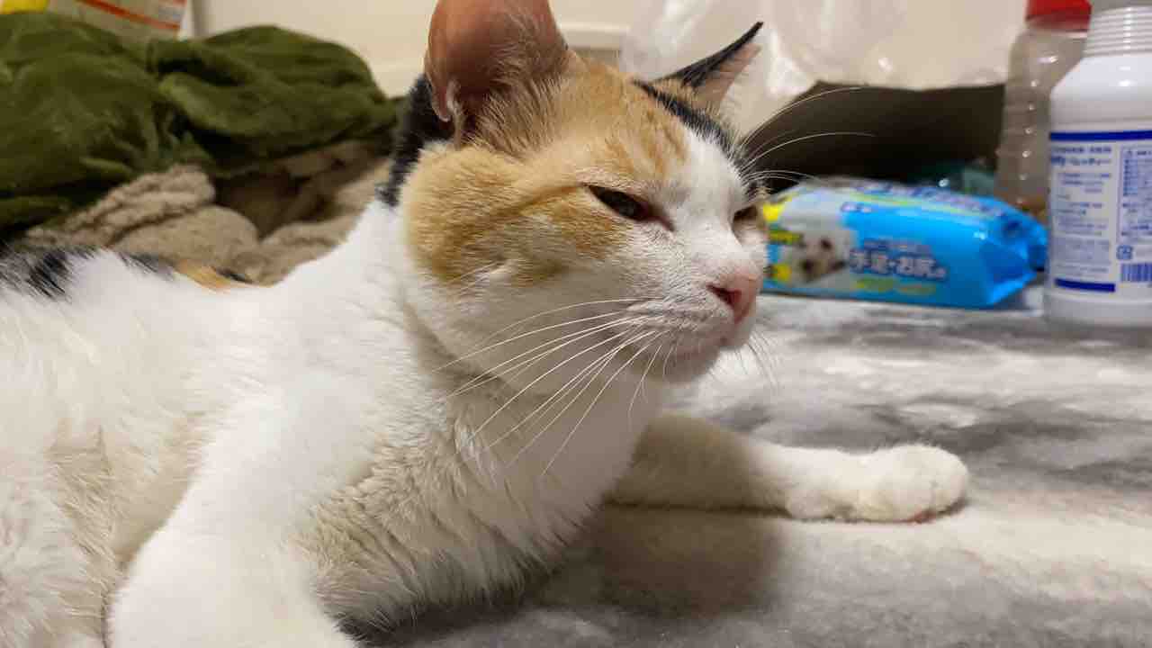 美少年オス三毛猫 顔芸を会得する ねこかます 美少年オス三毛猫 顔芸を会得する ねこかます