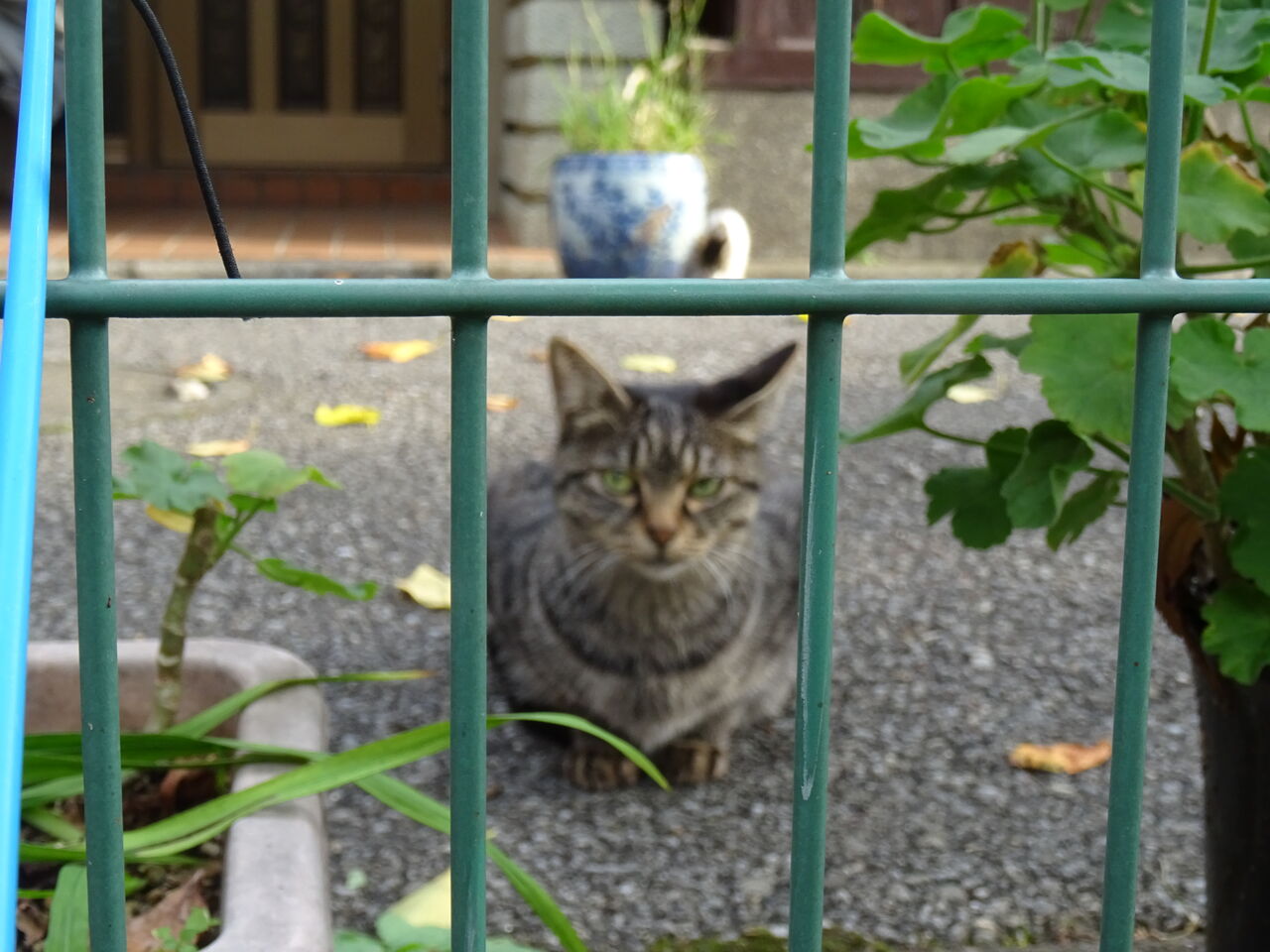 若い野良猫夫婦 0503 ねこかます 若い野良猫夫婦 0503 ねこかます