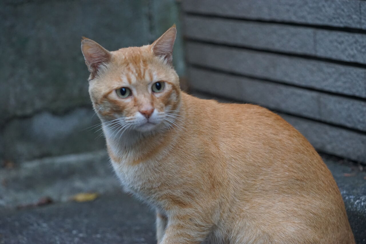 猫の繁忙期 ねこかます 猫の繁忙期 ねこかます