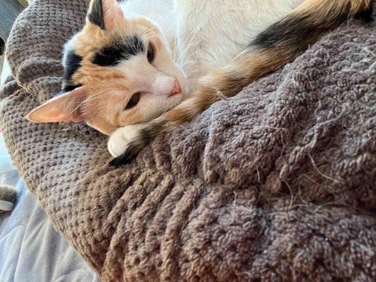 キス魔オス三毛猫 2917 ねこかます キス魔オス三毛猫 2917 ねこかます