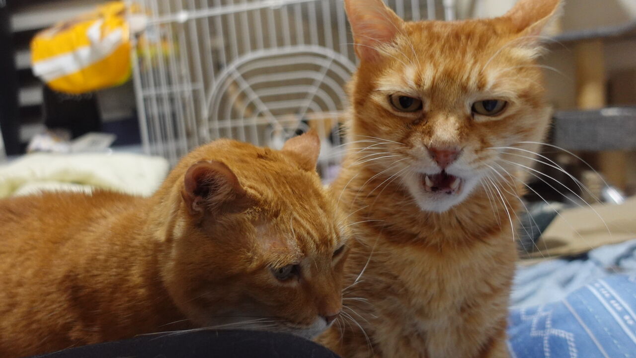 ボス猫である ということ ねこかます