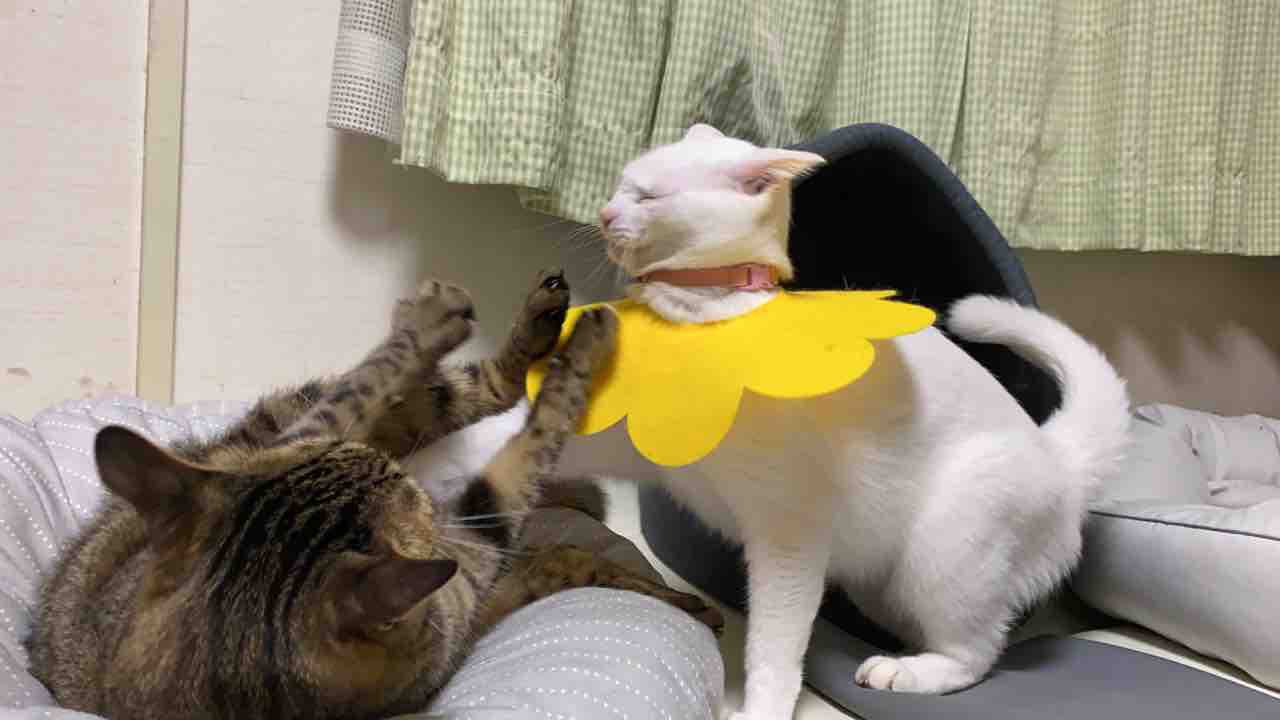 ウチューネコ兄弟 猫レスリングする ねこかます ウチューネコ兄弟 猫レスリングする ねこかます